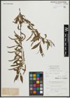 Foto von Salix alba L. x Salix fragilis L.